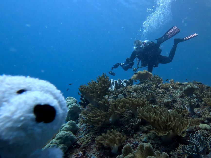 Travis ai Triton Bay Divers: Squali e altro