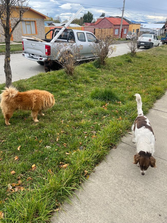 Straßenhunde in Puerto Natales