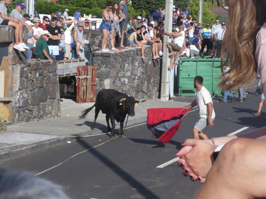 2. Stier 