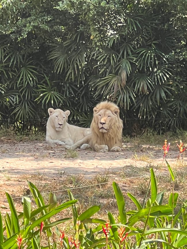 Tag 16 - Phu Quoc: Tierische Higloghts und glitzerndes Einhorn