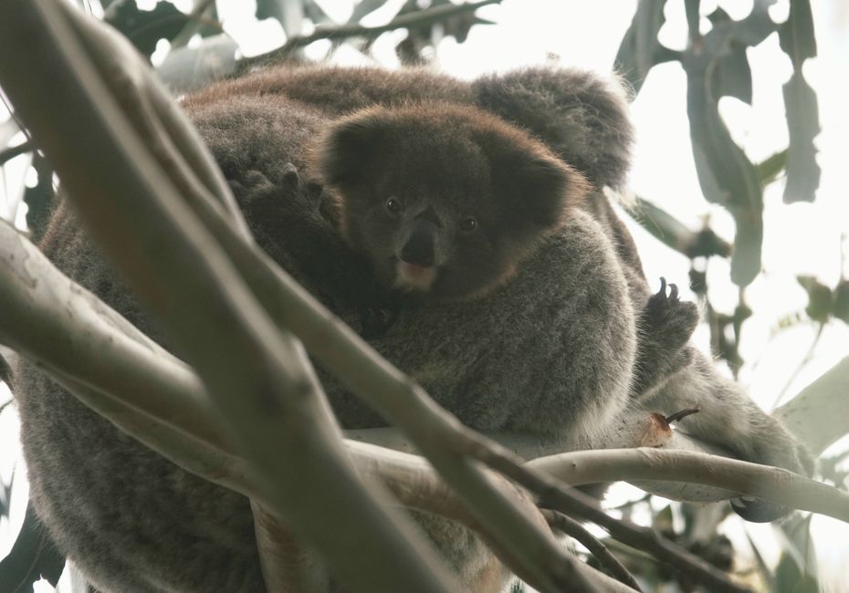 On Kangaroo Island
