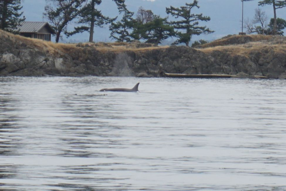 Day 18: Whale Watching