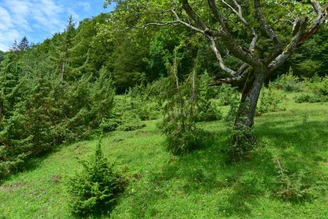 * * * Hayedo de enebro y cara de roca: una caminata en la belleza salvaje del Lochenpass * * *