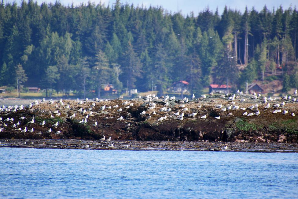 Seasmoke Whale Watching Tour