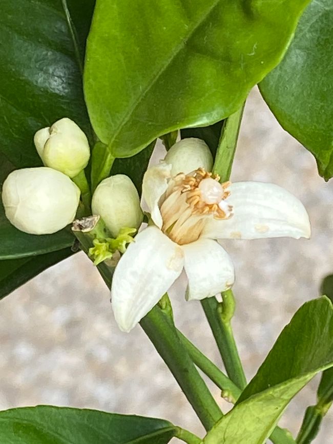 Hier einmal die mir bekannte Blüte einer Zitrusfrucht