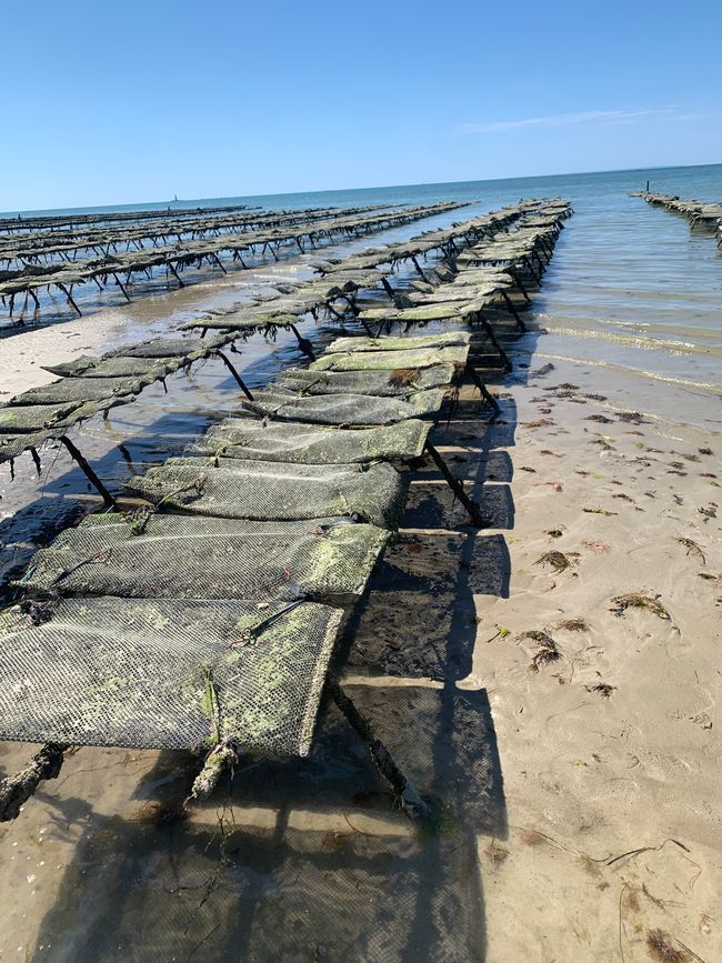 Gouville-sur-mer und die Austernzüchter