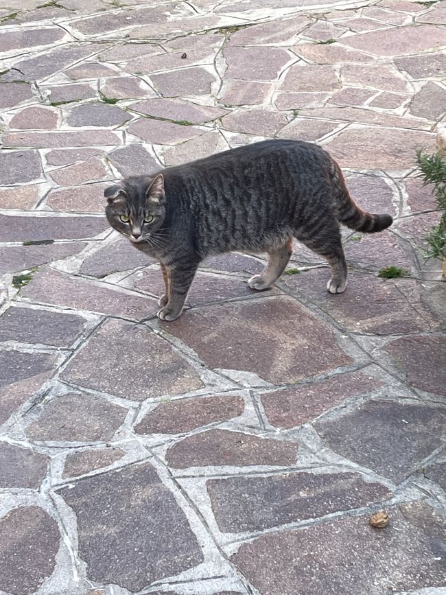 Gatto di Murano