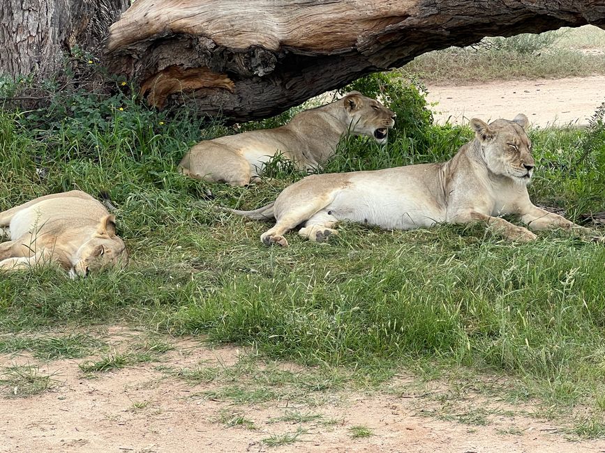 Übernachten im Zoo…
