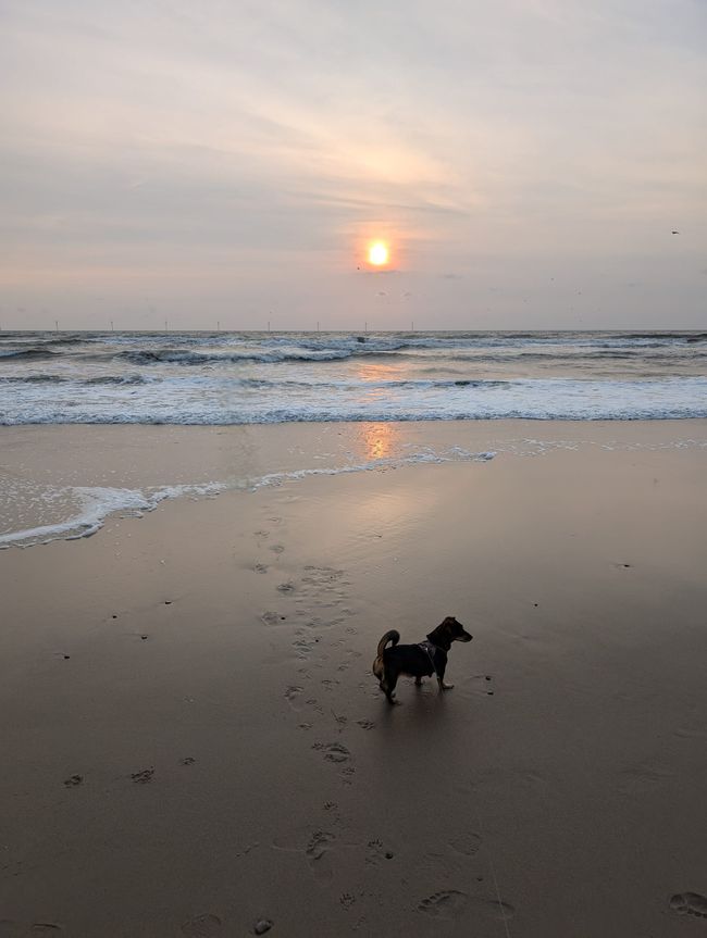 Søndervig ● Estrellas de mar del Nordsee