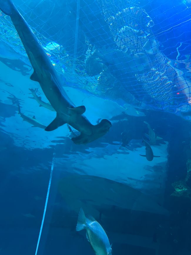 Tag 17 - Phu Quoc: Una giornata di adrenalina e fazzoletti