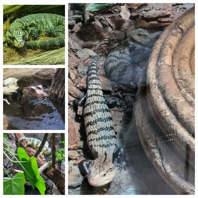 Tag drei: Zoo Aurora und Stadtteil Cayala