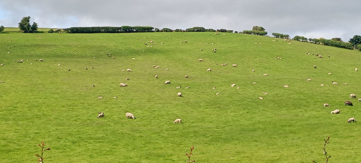 Les moutons sont maintenant irlandais. Pouvez-vous voir la différence ?