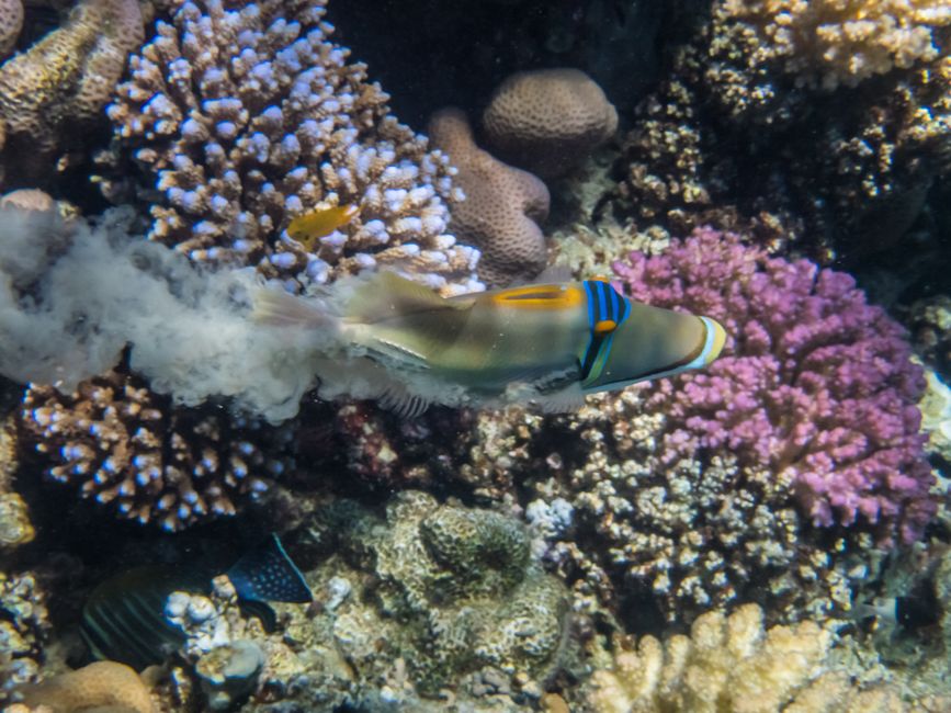 Poisson Picasso de la mer Rouge