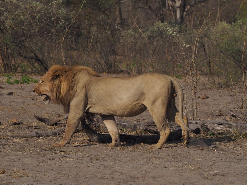 Safari pur-das Abenteuer beginnt