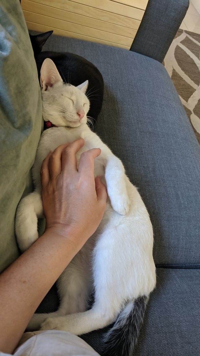 Cuddle Cat