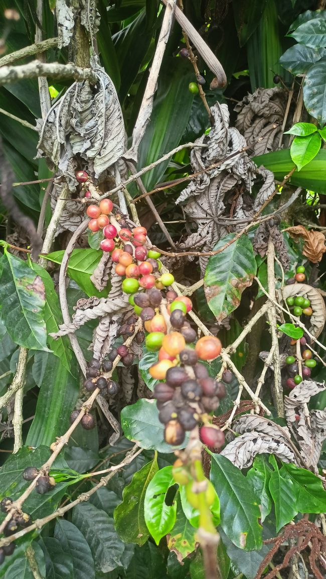 Road Trip Boquete - Santa Catalina - Panama City