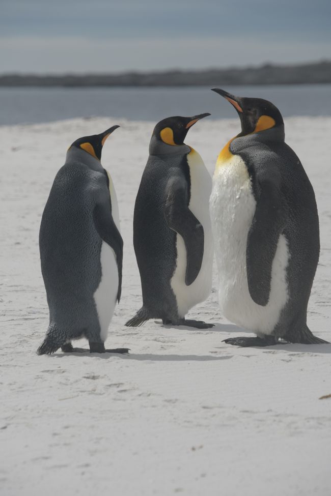 Manchots royaux / King penguins