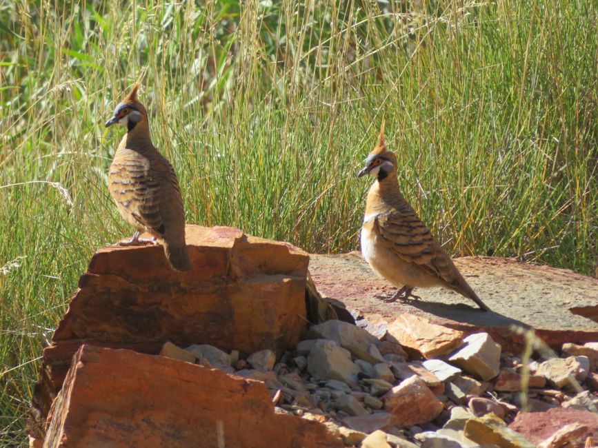 Les pigeons locaux