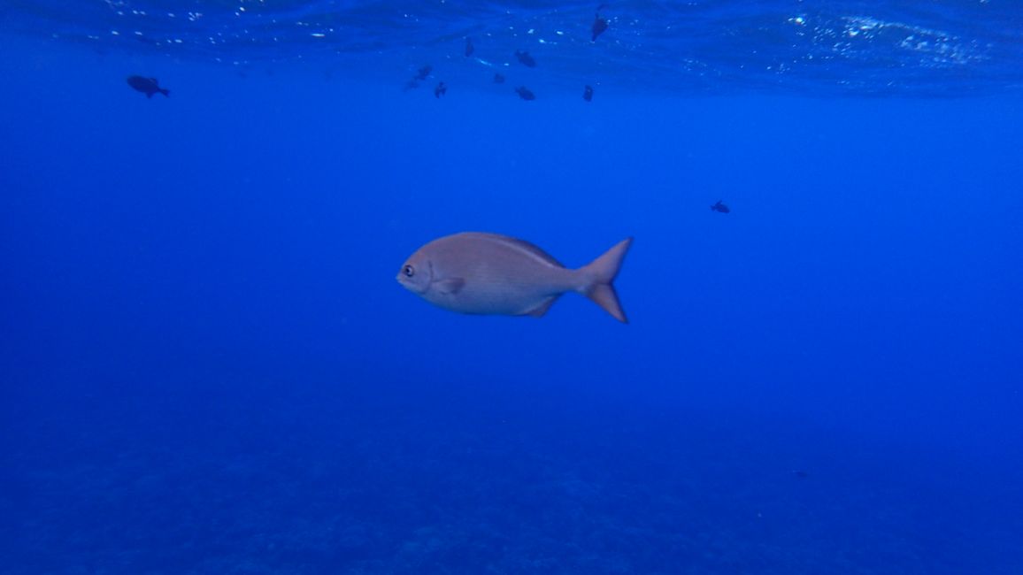 Fische kommen näher, vielleicht ein Kole Brown Doctorfish