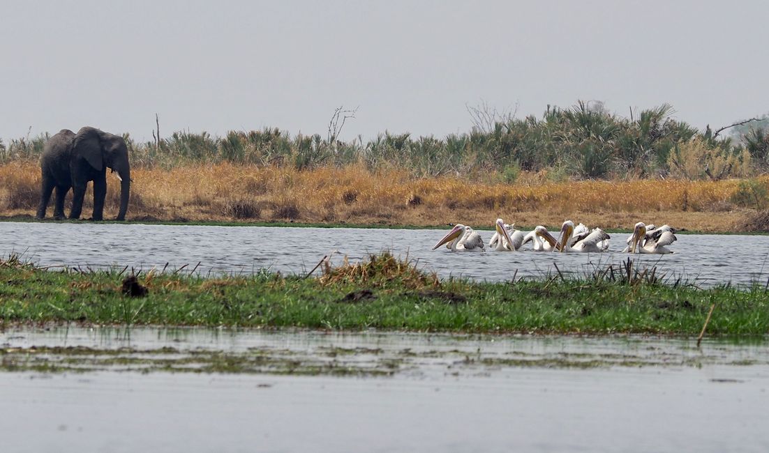 El último destacado que buscamos: El delta del Okavango