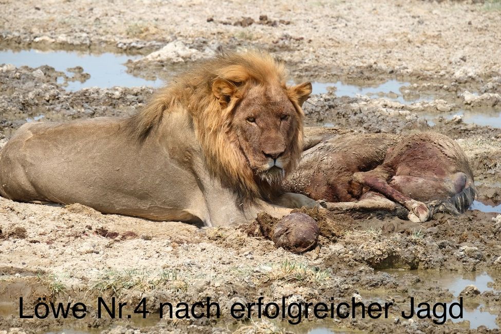 Etosha - Día de los Gatos