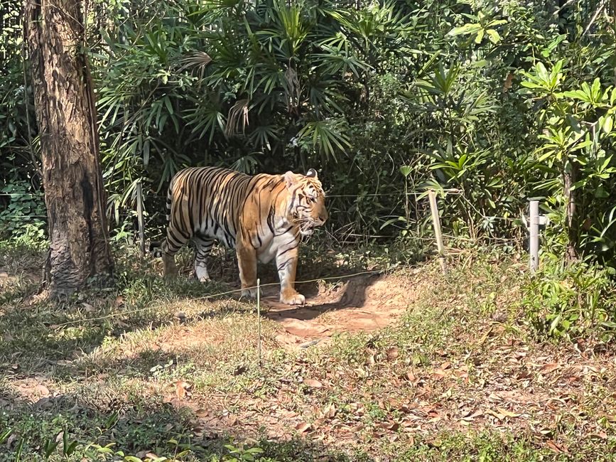 Tag 16 - Phu Quoc: Tierische Higloghts und glitzerndes Einhorn