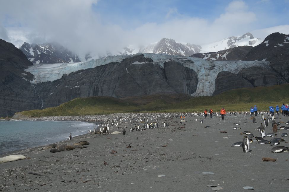Königspinguine / King penguins