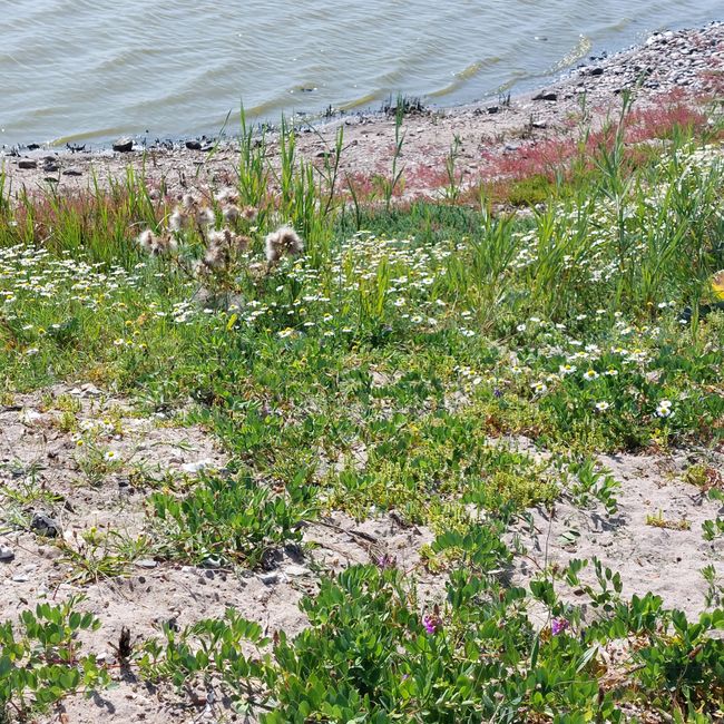 Fehmarn