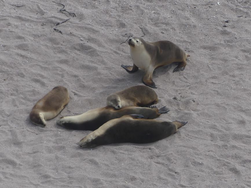 Sea lions at Point Labatt