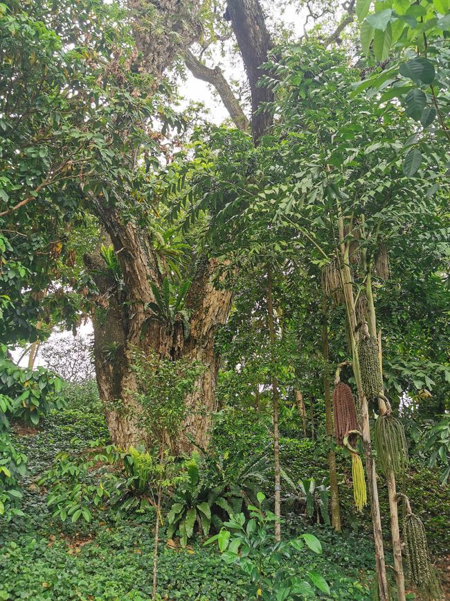 Streifzüge am zweiten Tag durch Singapur