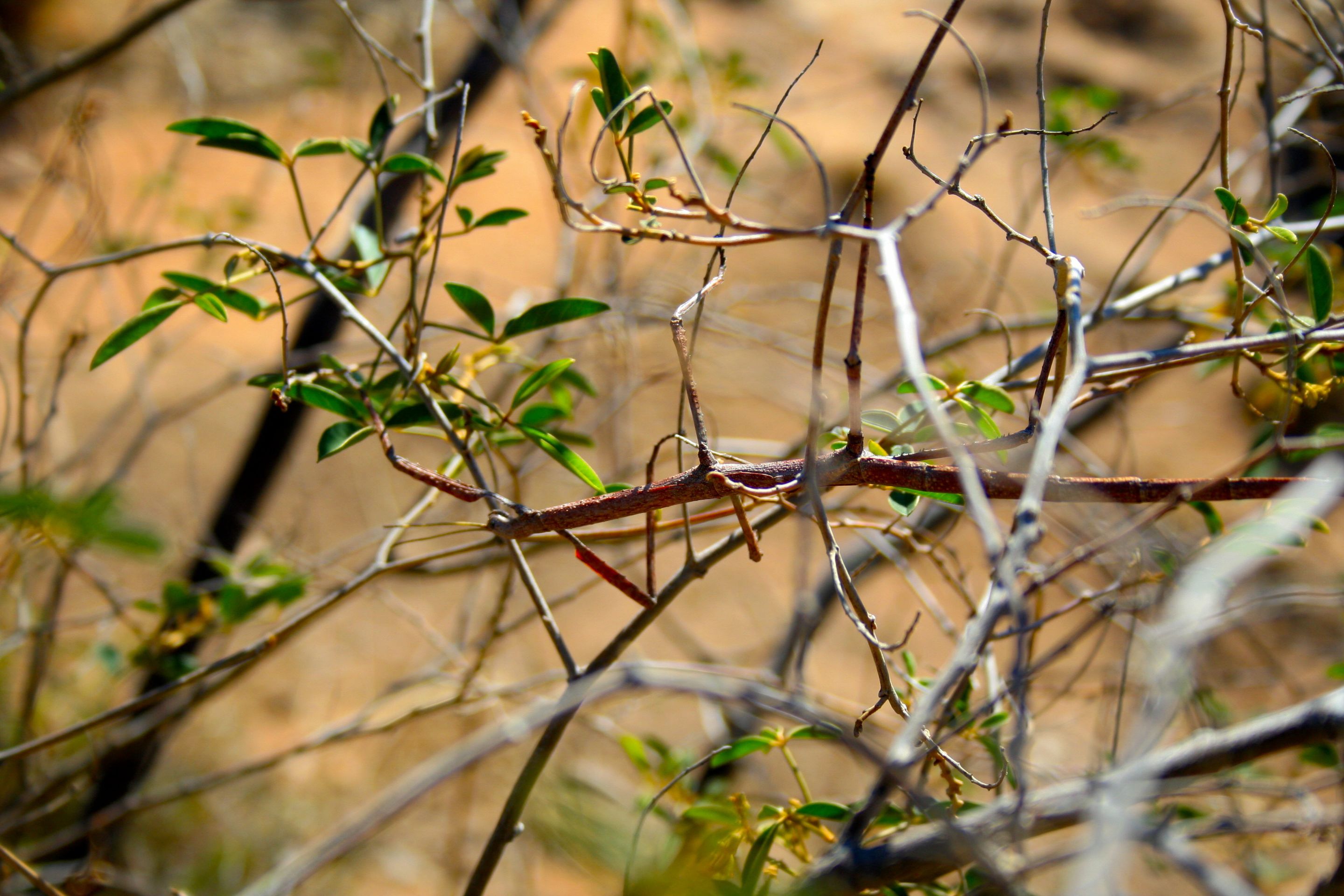 Stick insect, Phasmatodea stick insects or ghost insects