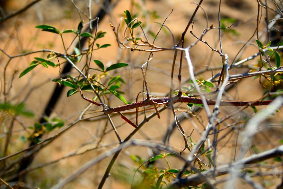Tapioca tree