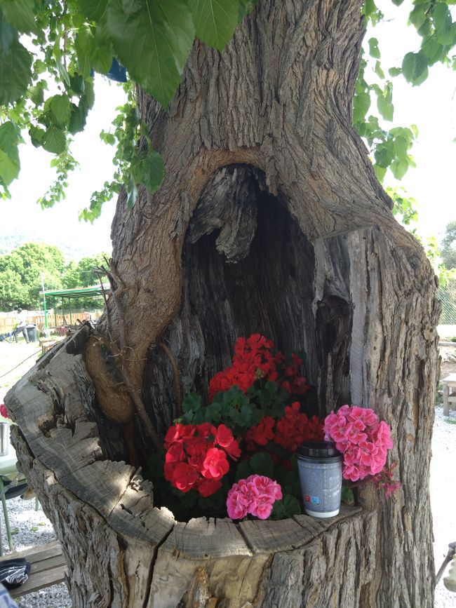 Tag 6: Irgendwas zwischen Ananas und Avocado - die Farm Home for all