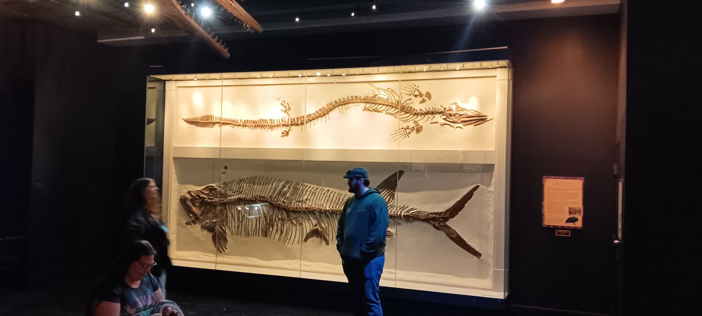 Museum of natural history I