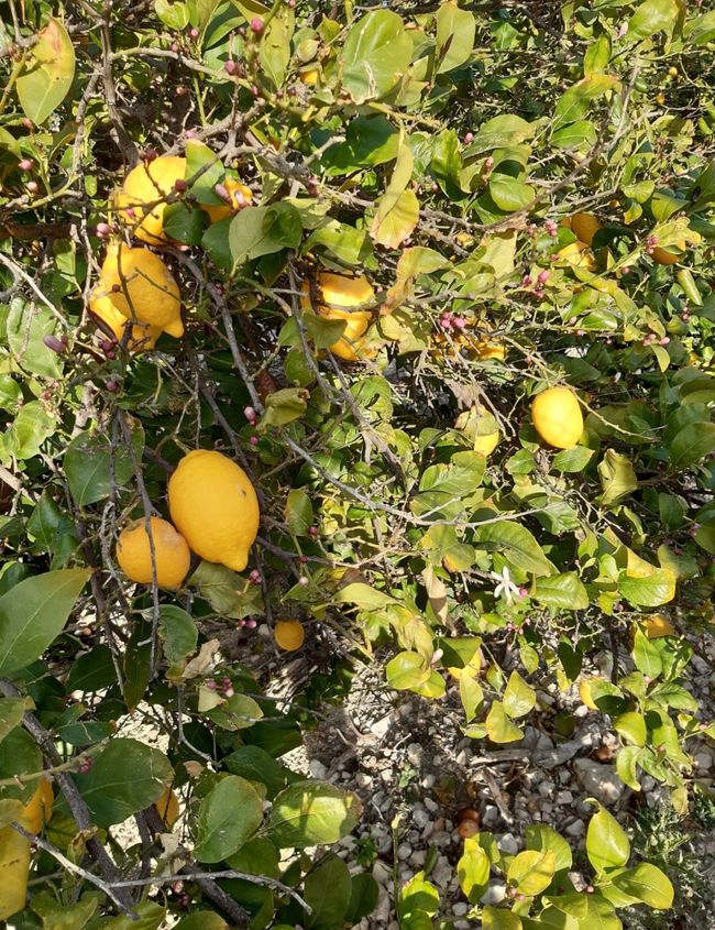 Alles dran,Blüte, Knospen, Früchte