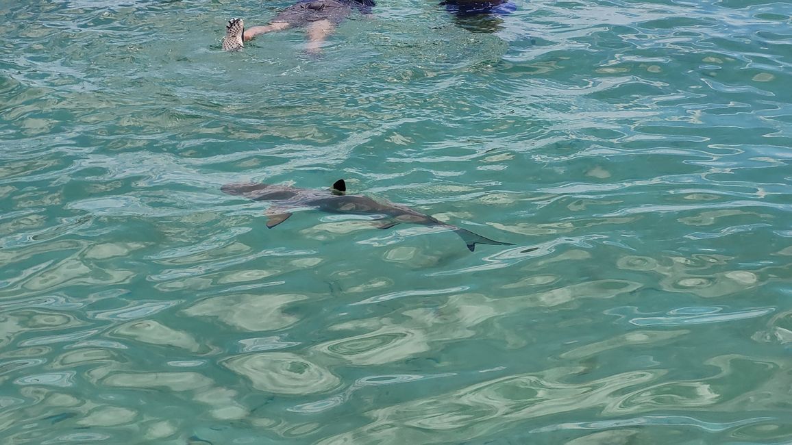 Esnórquel con raya y tiburones en el agua turquesa frente a Bora Bora.