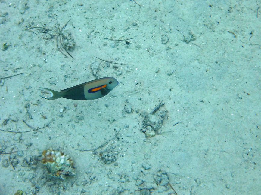 Neiafu, Vavaʻu, Tonga