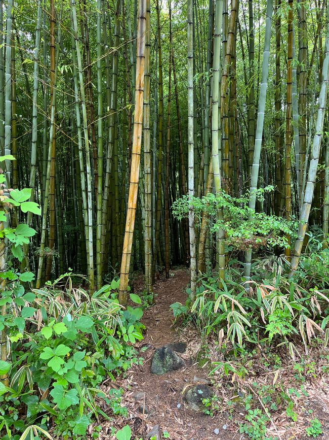 Magome to Tsumago (Hiking Trail)