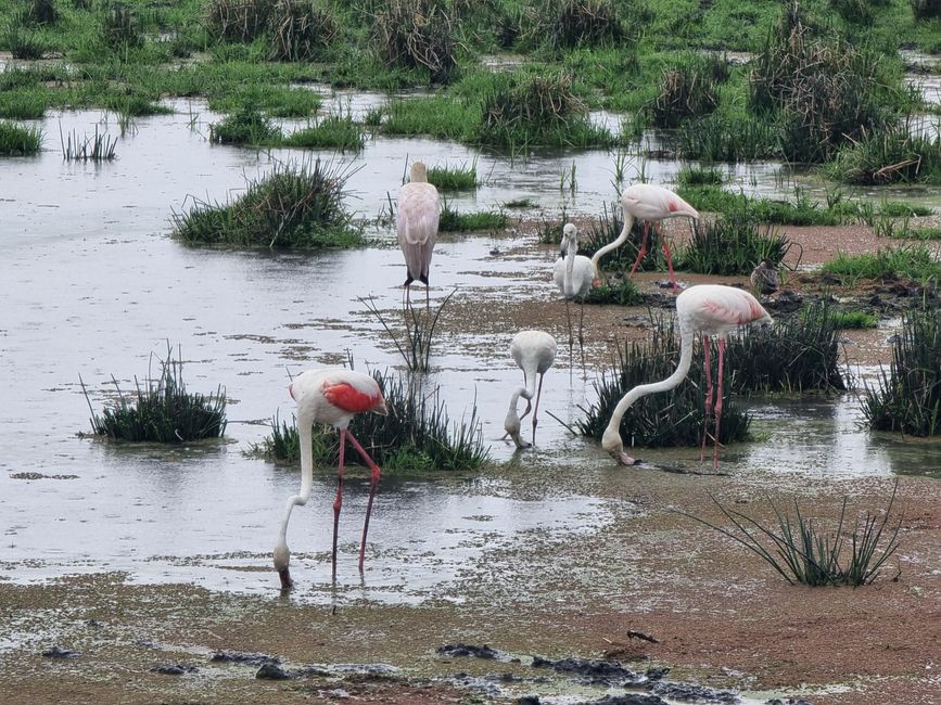 Tansania - Tag 4: Ngorongoro Krater