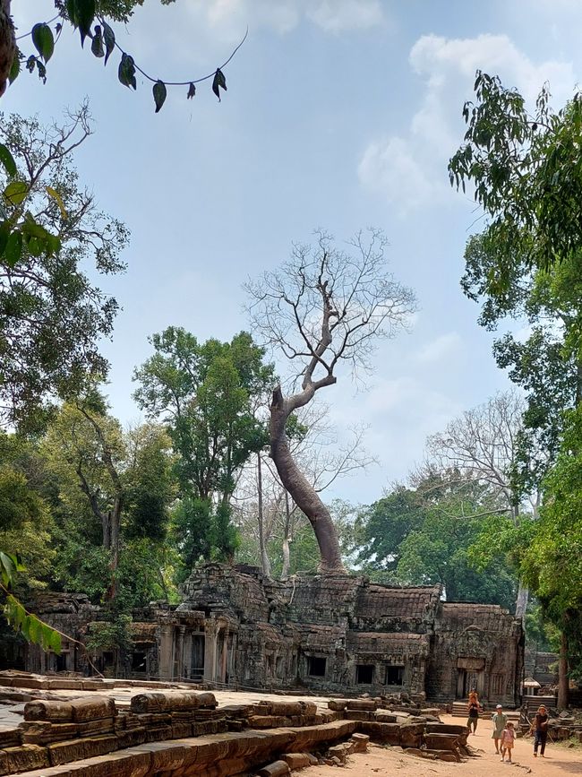 La nature reprend ses droits