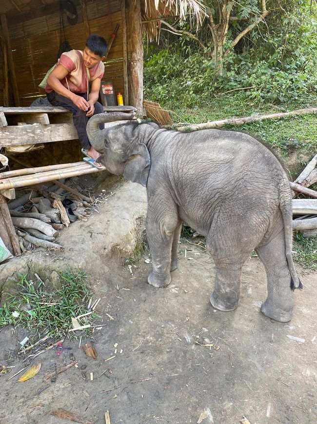 Babyelefant und sein Mahout 