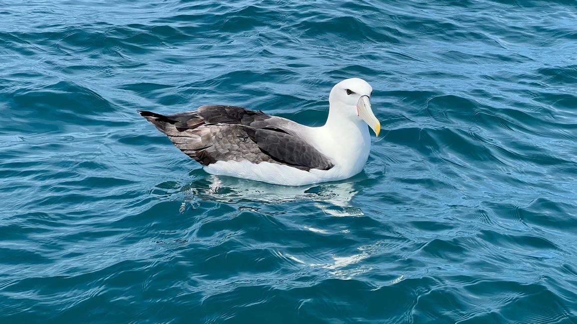 Albatrosse kamen auch zu Besuch