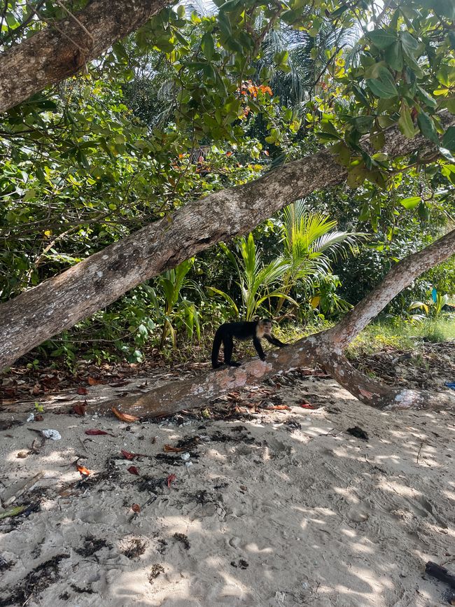 Puerto Viejo de Talamanca 🦥