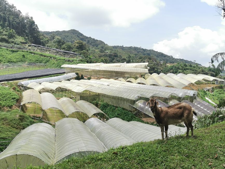 ... los hábiles cultivadores de té ...
