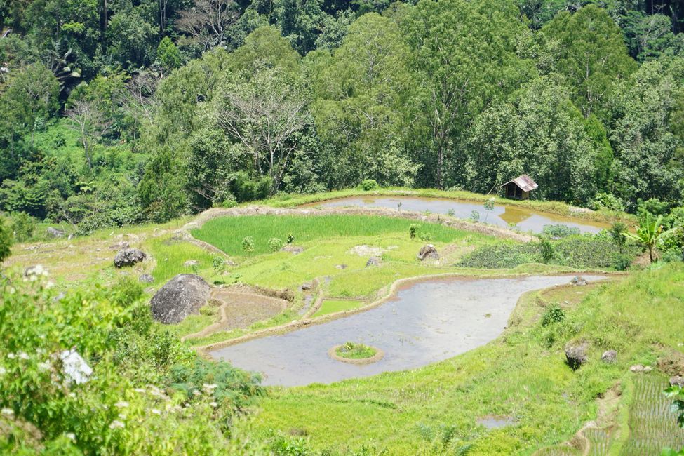 Tana Toraja