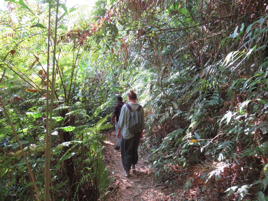 Sinharaja - l'ultima foresta pluviale dello Sri Lanka