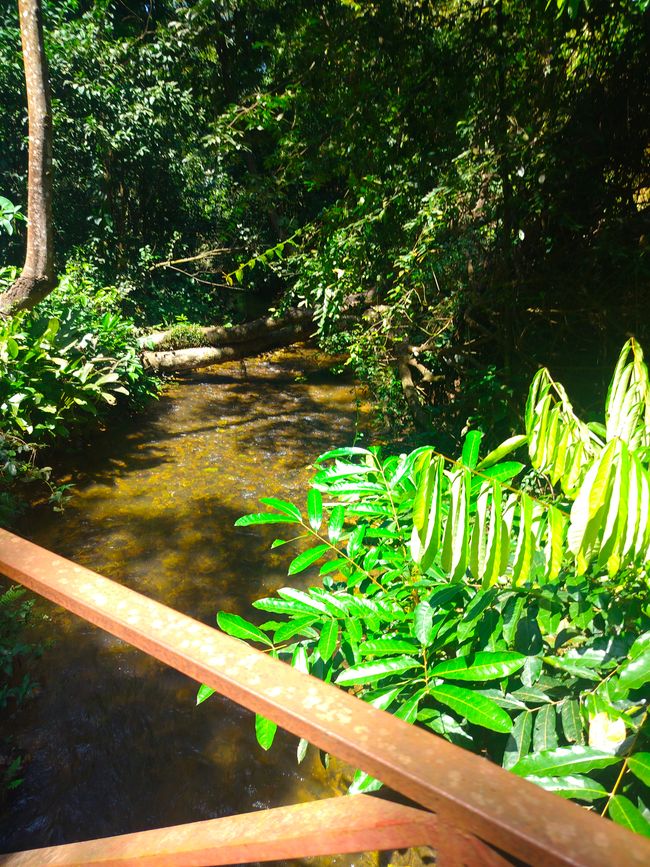 Chutes d'eau de Wli, Sanctuaire des Singes de Tafi, Mont Gemi
