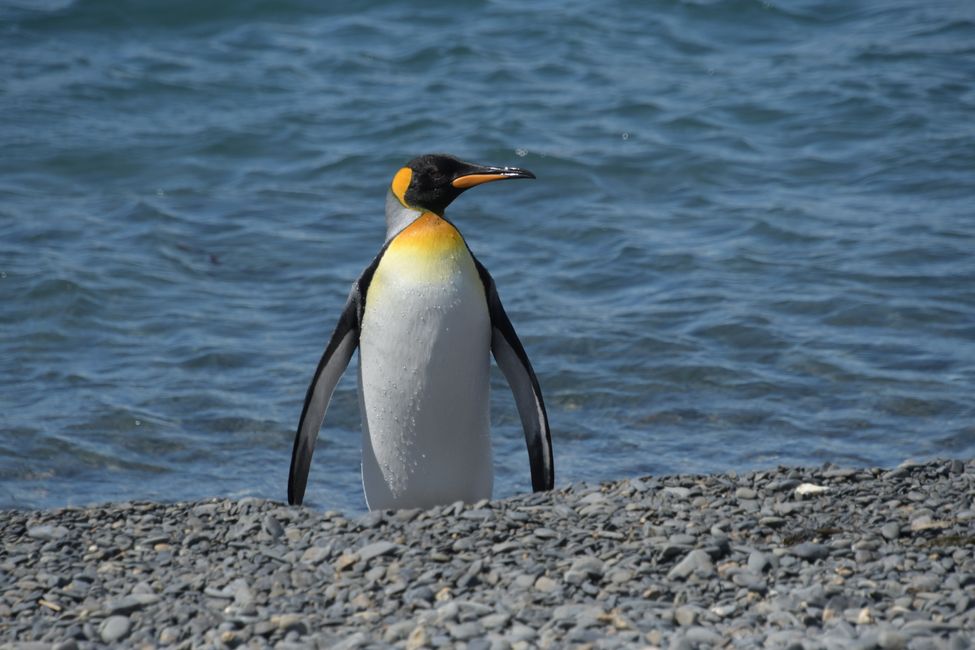 Königspinguin / King penguin
