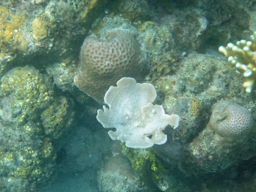 Misool, Westneuguinea, Indonesien, Insel-Ausflug