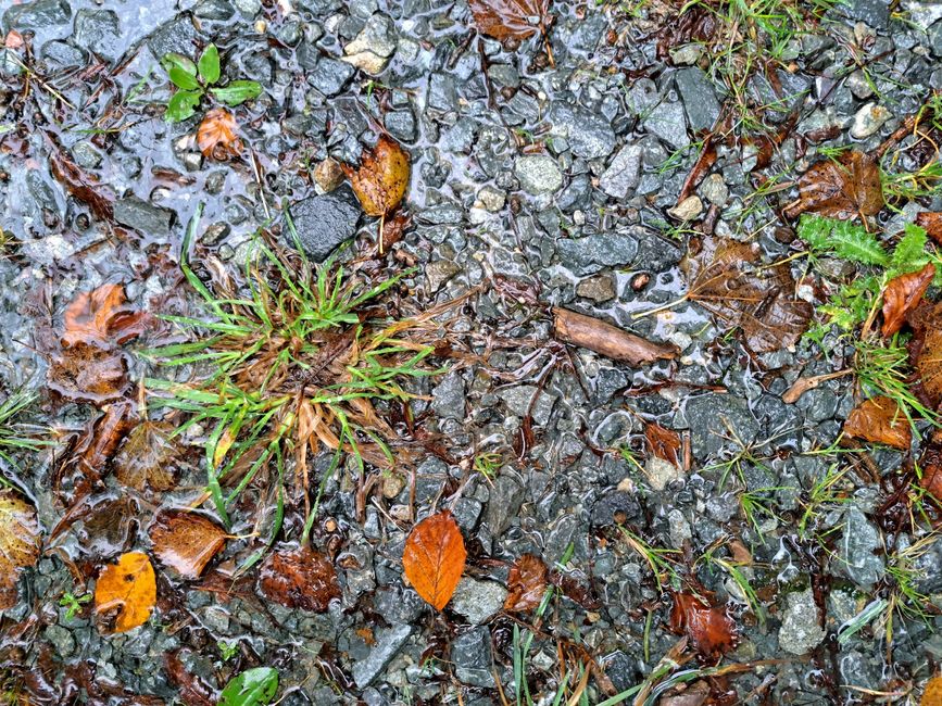 Después de la gran lluvia